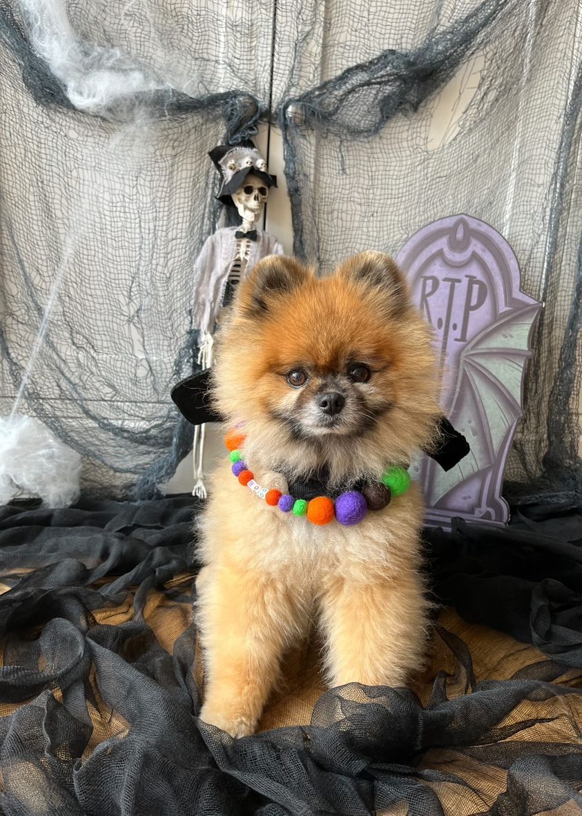 Halloween Pom Pom Dog Collar - BOO-2