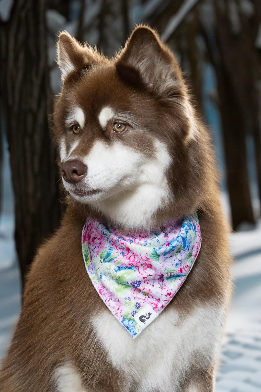 Hydrangea Haven Dog Bandana & Matching Keychain-2