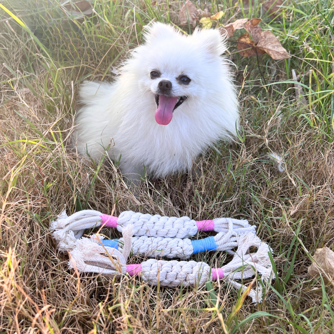 Rainbow Candy Macrame Rope Pet Toy-2