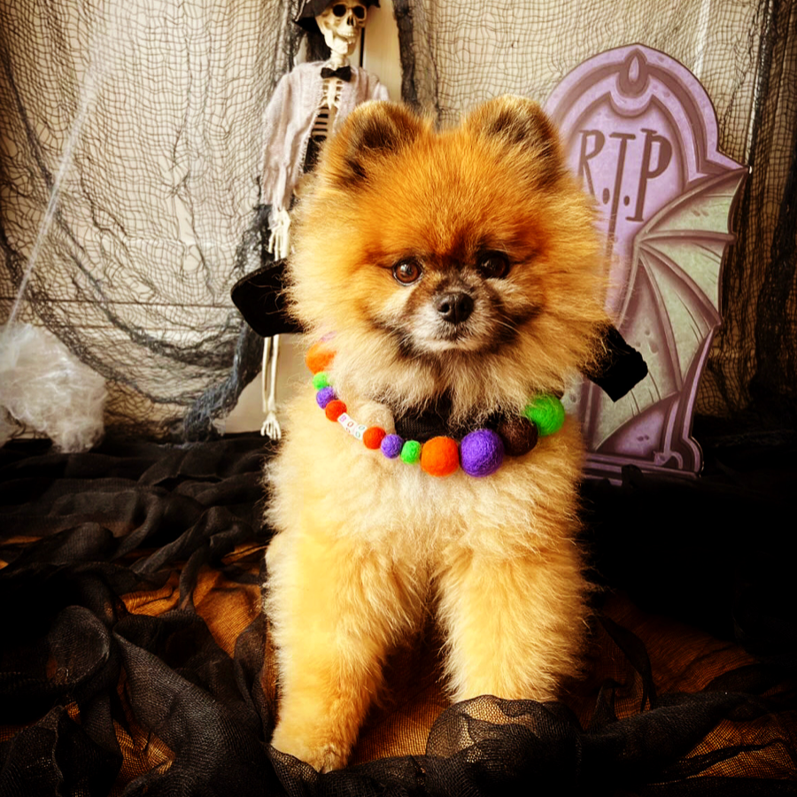 Halloween Pom Pom Dog Collar - BOO-3