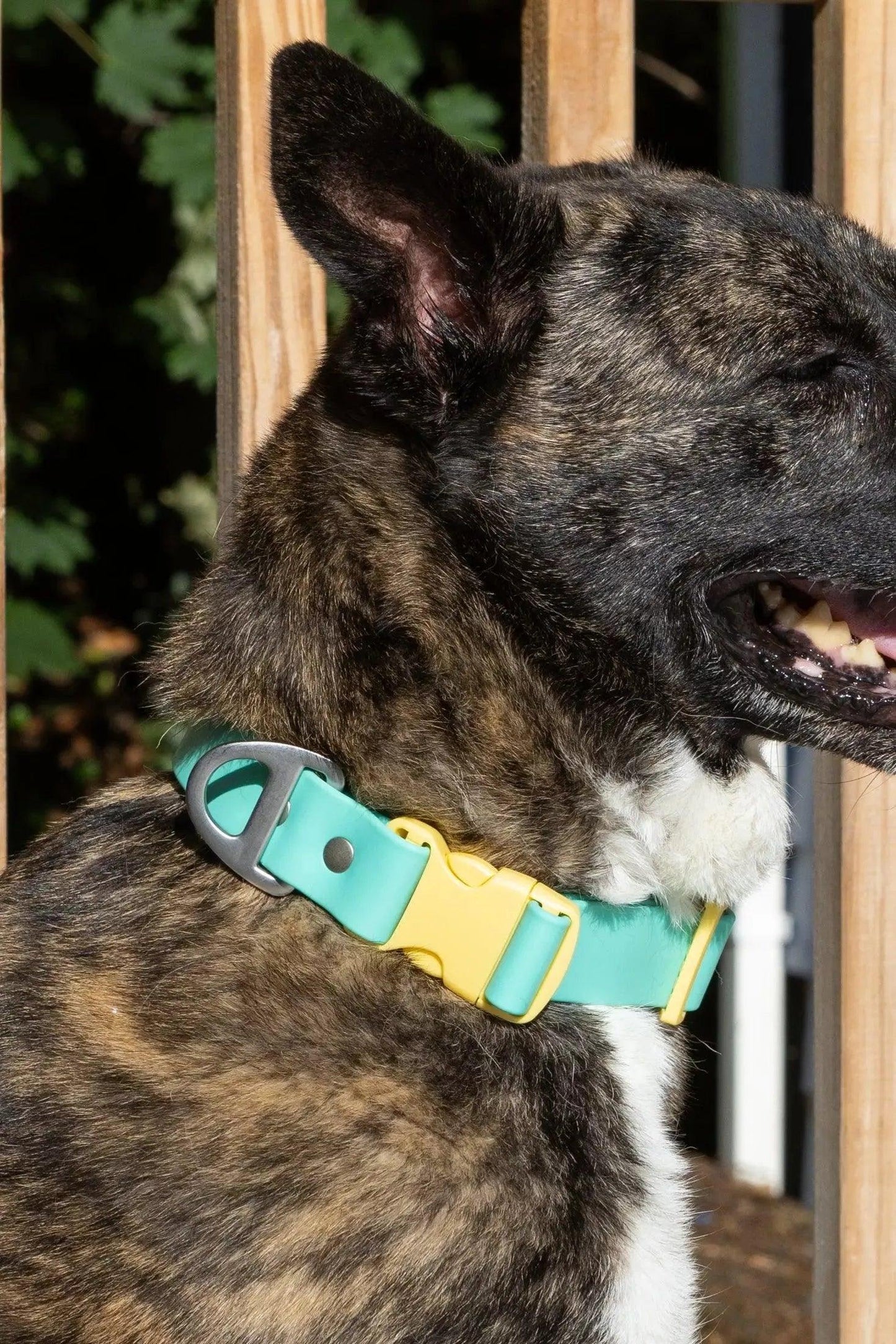 Island Vibes Waterproof Dog Collar-1