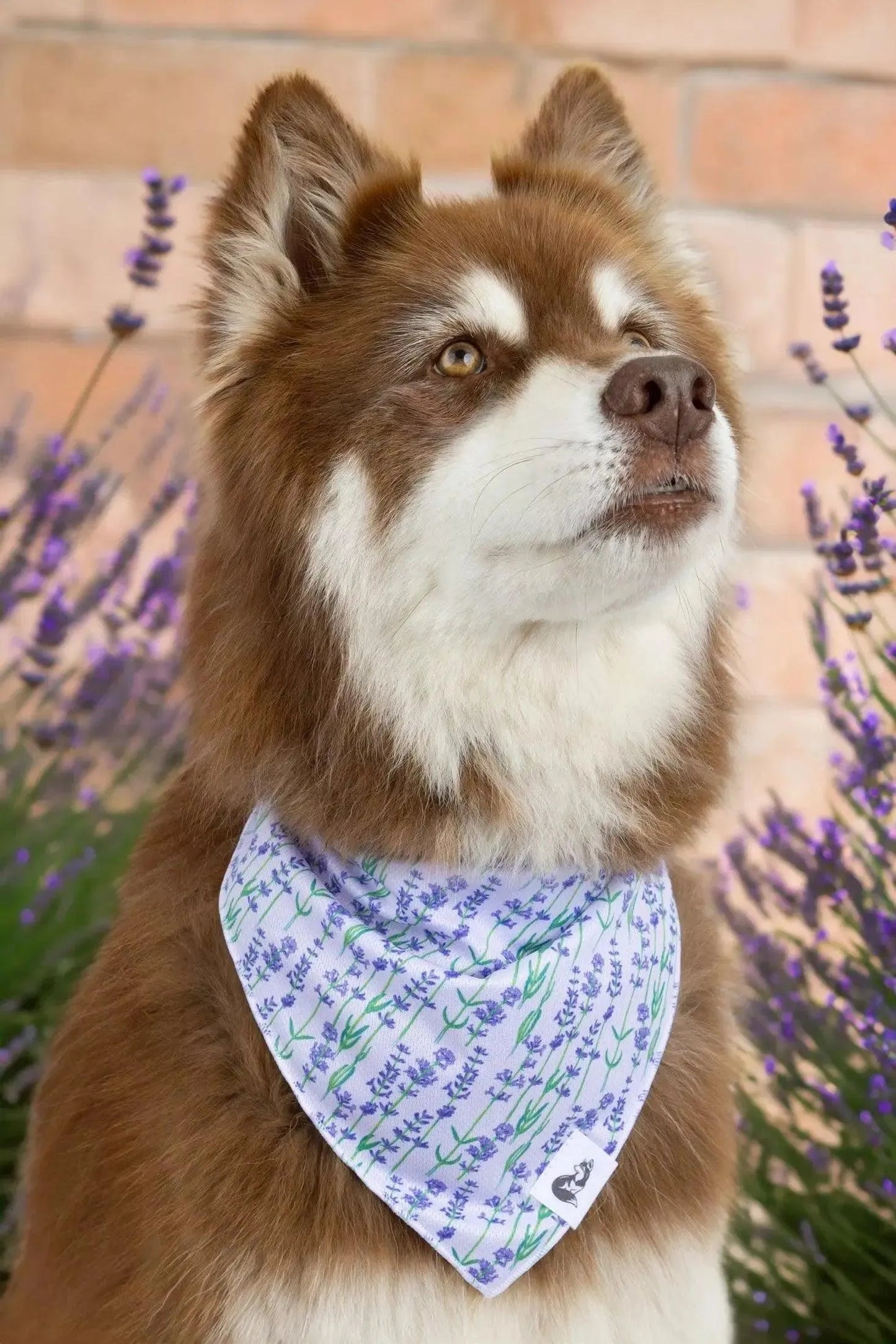 Lavender Blooms Dog Bandana & Matching Keychain-2