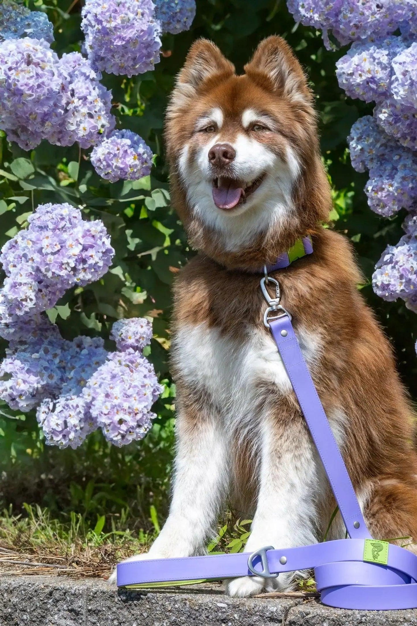 Lavender Garden Waterproof Dog Leash-1
