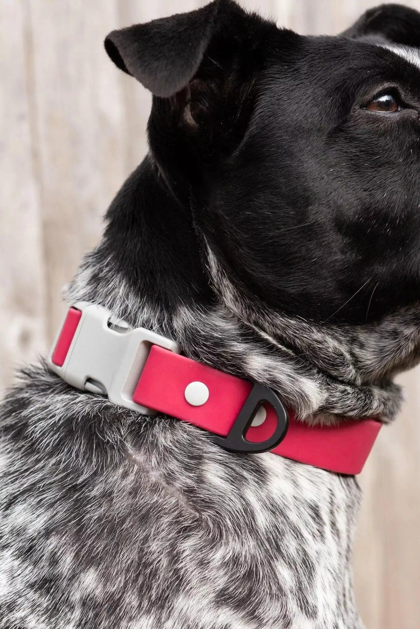 Red Mountain Syrah Waterproof Dog Collar-1