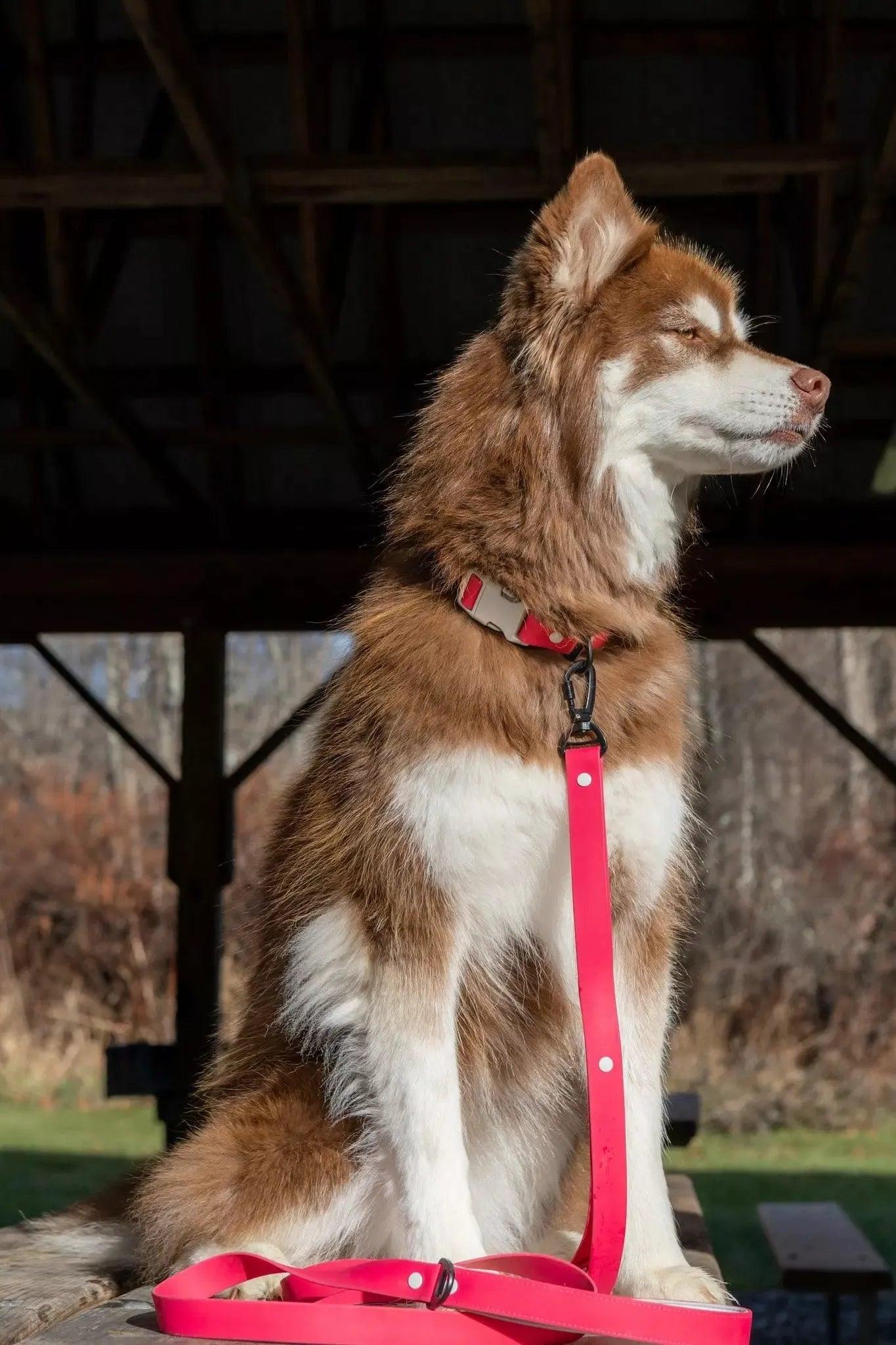 Red Mountain Syrah Waterproof Dog Collar-2