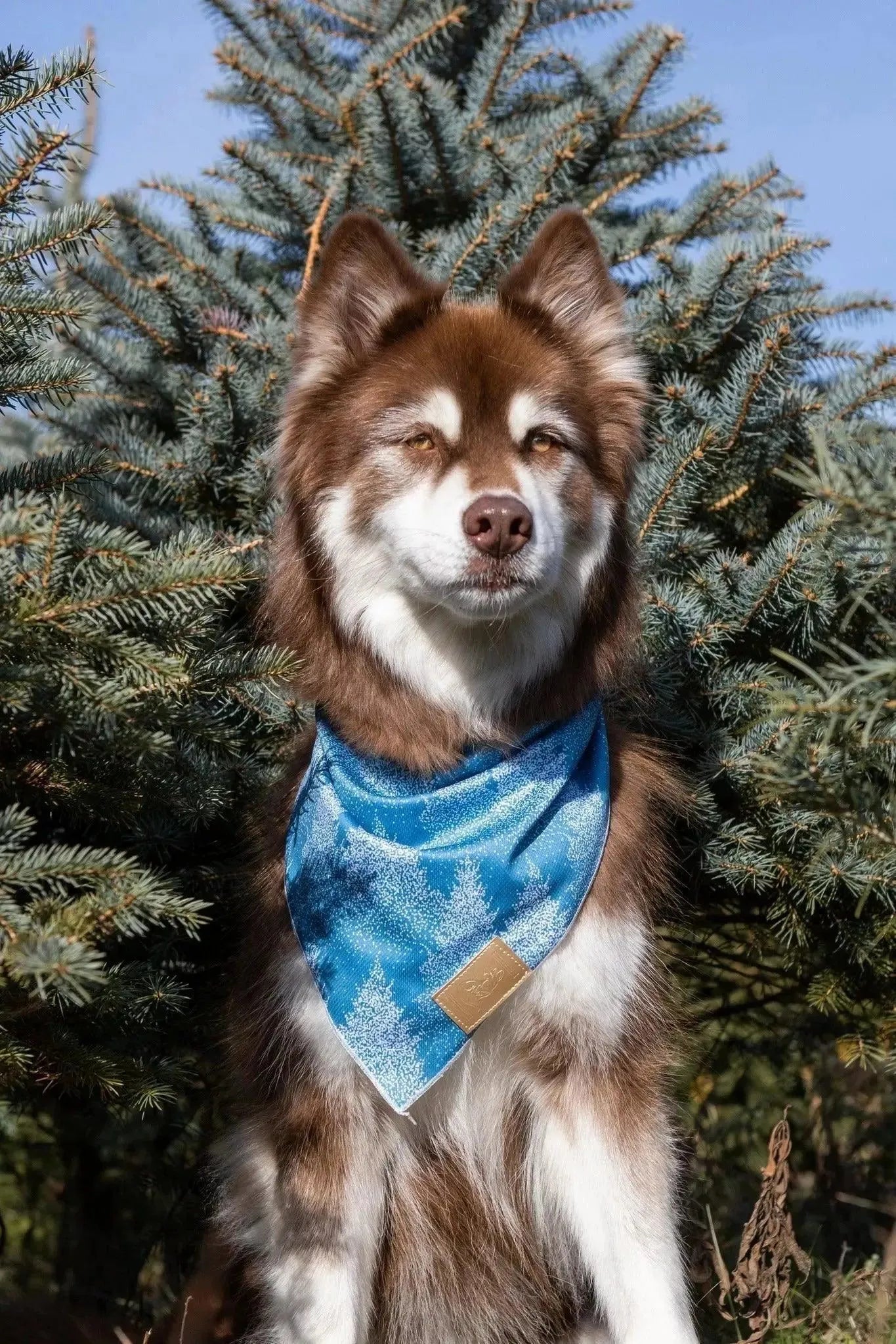 Siberian Spruce Dog Bandana & Matching Keychain-1
