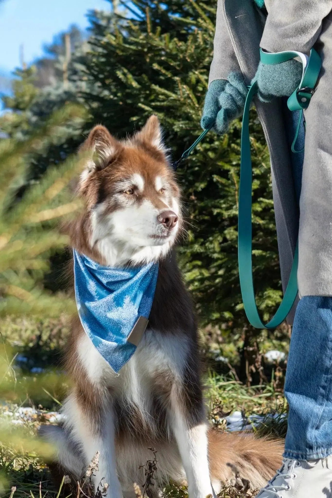 Siberian Spruce Dog Bandana & Matching Keychain-4