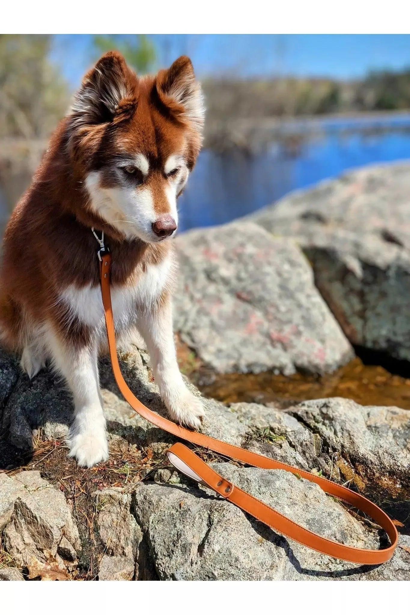 Sierra Sunrise Vegan Leather Dog Leash-0