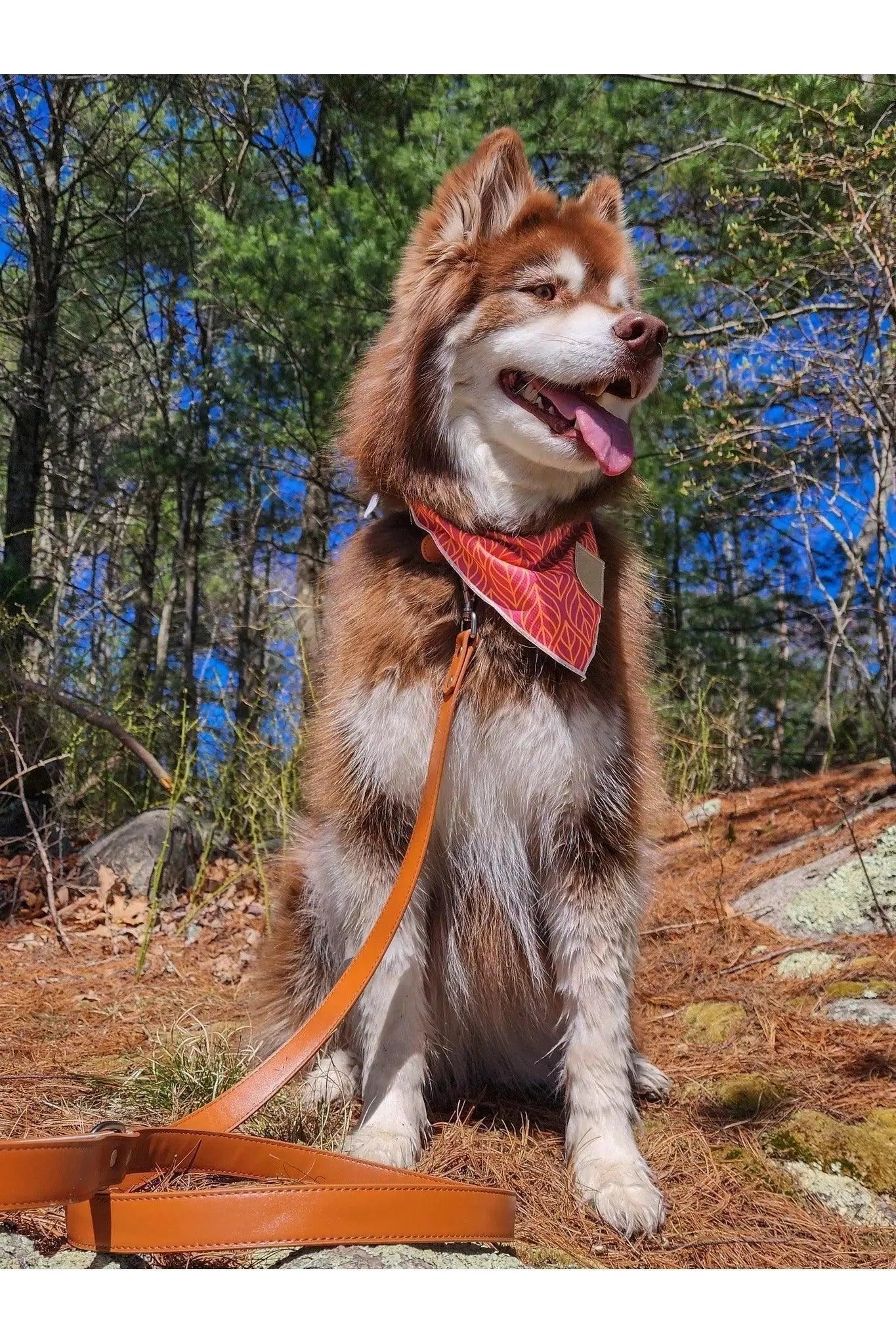 Sierra Sunrise Vegan Leather Dog Leash-4