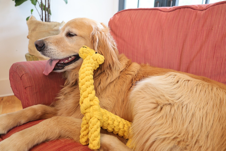 Sustainable Dog Toys