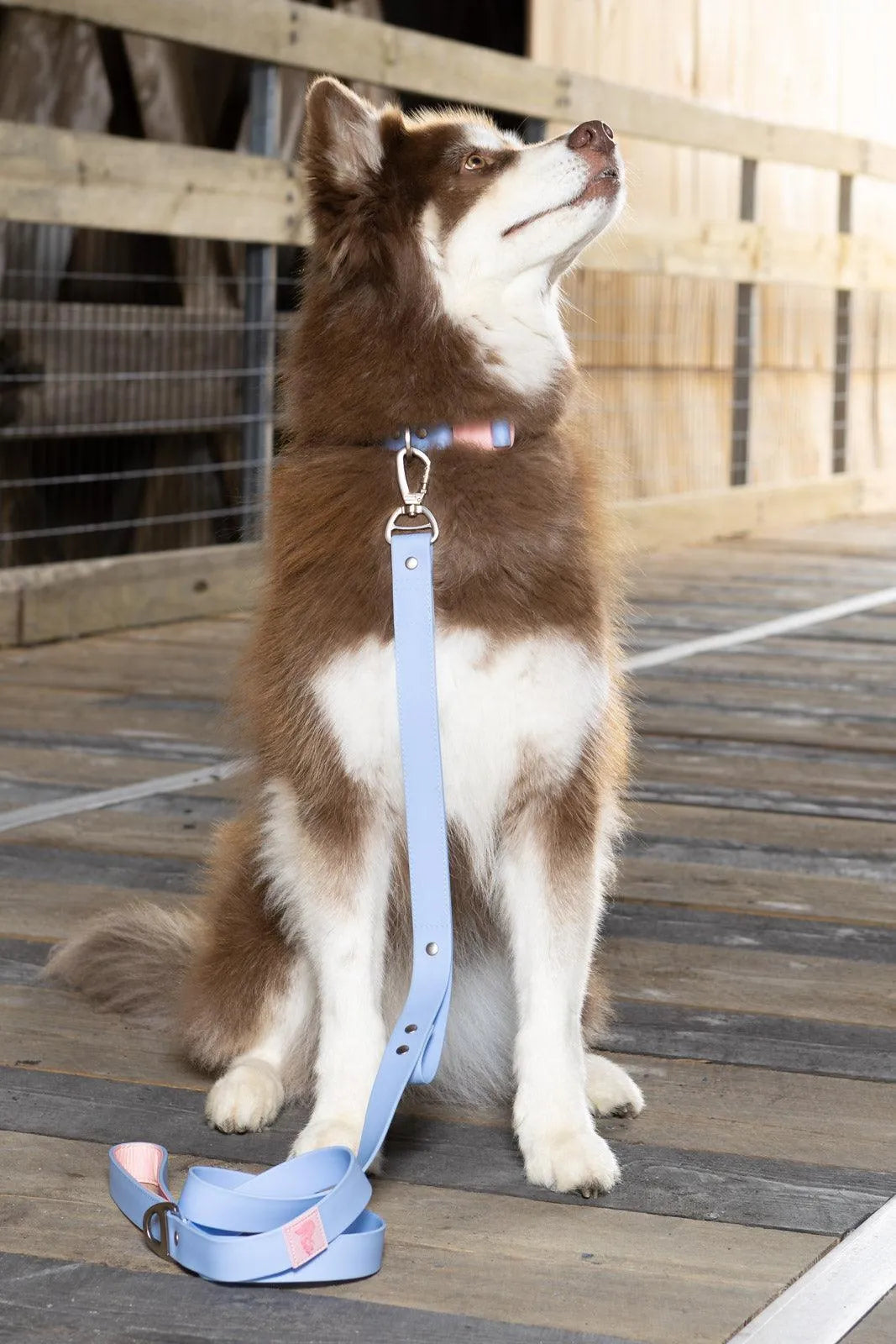 Blue Sky Orchid Waterproof Dog Collar-2