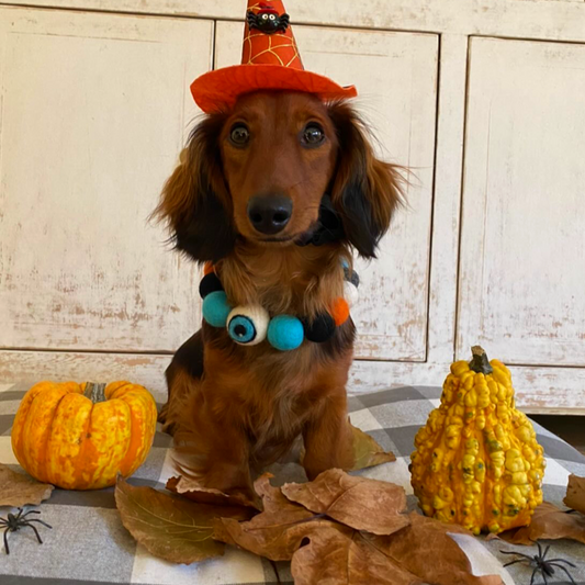 Halloween Eyeball Pom Pom Dog Collar  - Blue-4