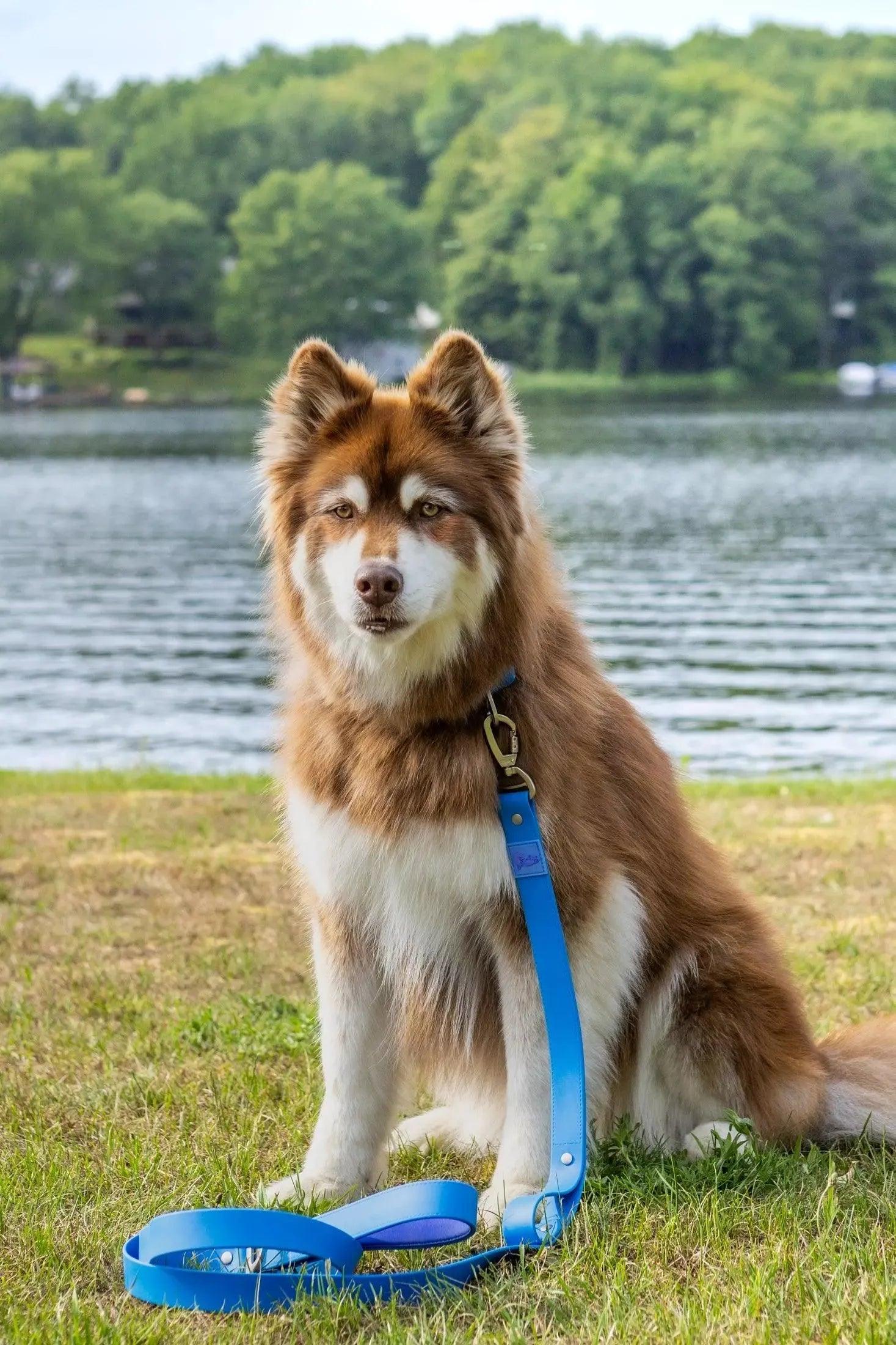 Dockside Adventures Waterproof Dog Leash-1