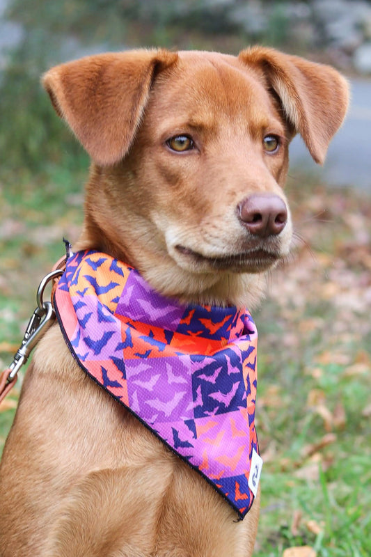 Spooky Bat Squares Dog Bandana-0