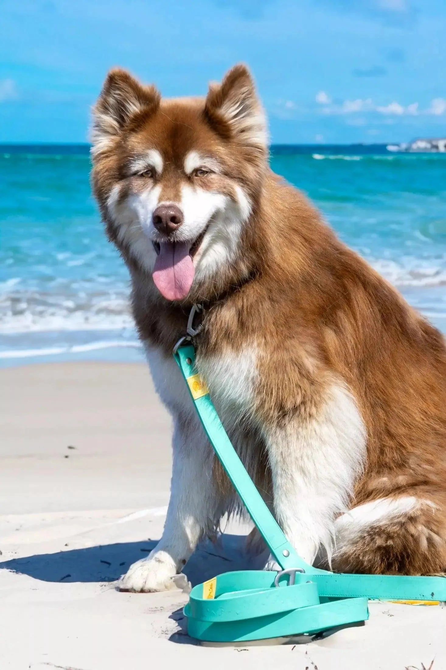 Island Vibes Waterproof Dog Leash-1